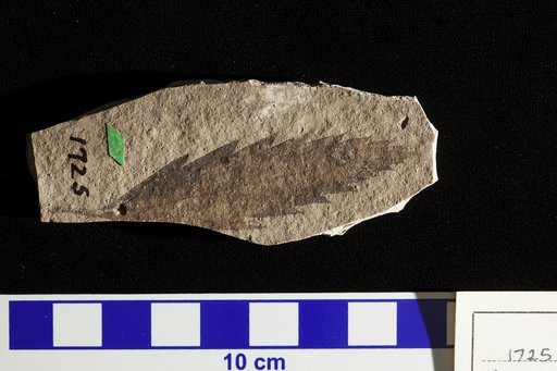 Planera longifolia var. myricaefolia Lesquereux