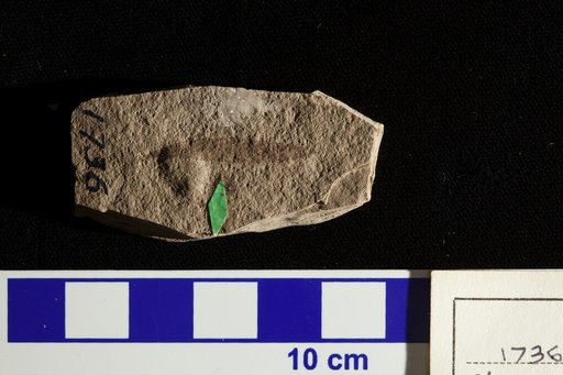 Planera longifolia var. myricaefolia Lesquereux