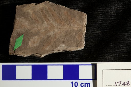 Lomatia acutiloba Lesquereux