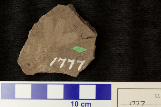 Lomatia tripartita Lesquereux