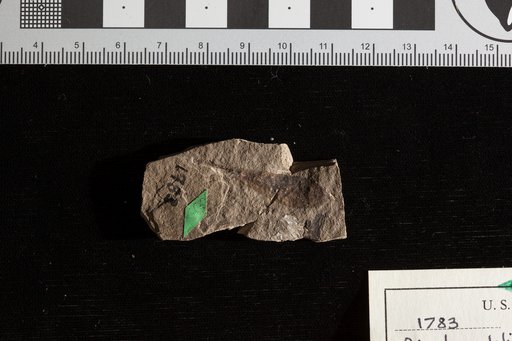 Pimelia delicatula Lesquereux