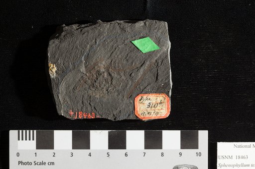 Sphenophyllum tenerrimum Ettingshausen