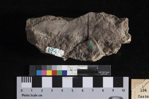 Castanea intermedia Lesquereux