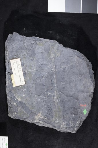 Sigillaria brardii var. coriacea Adams et al.