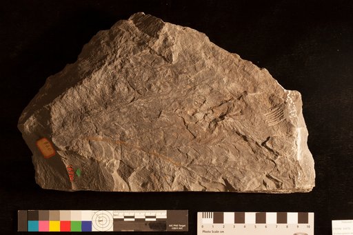 Archaeopteris macilenta Lesquereux