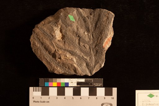 Calamostachys ovalis Lesquereux