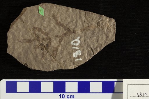 Weinmannia integrifolia Lesquereux