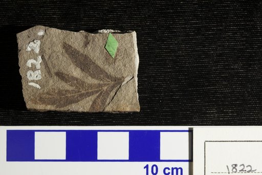 Weinmannia haydenii Lesquereux