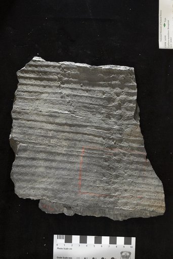 Sigillaria mamillaris Brongniart