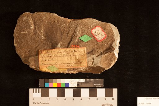 Archaeopteris hibernica (Forbes) Lesquereux