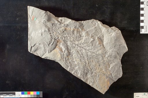 Archaeopteris macilenta Lesquereux