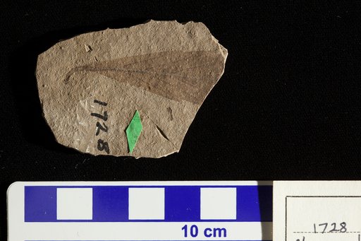 Planera longifolia var. myricaefolia Lesquereux