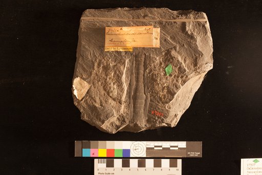 Calamodendron approximatum Brongniart