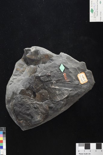 Macrostachya infundibuliformis Schimper
