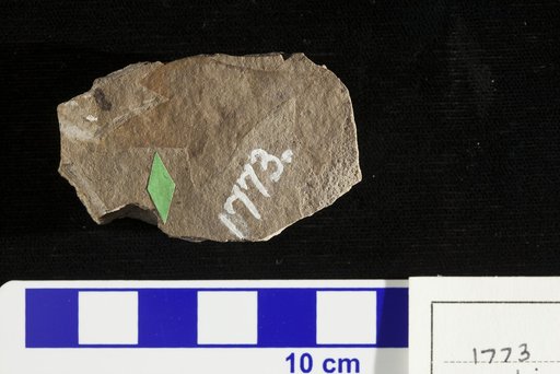 Lomatia terminalis Lesquereux