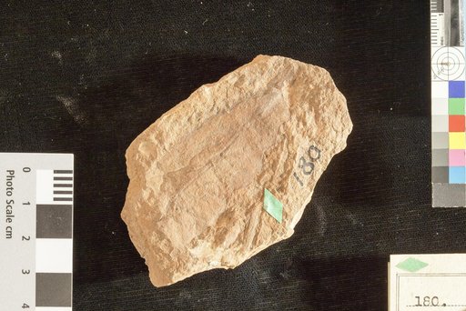 Quercus cleburni Lesquereux