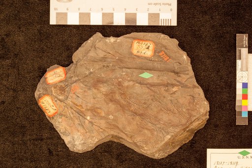 Asterophyllites gracilis Lesquereux