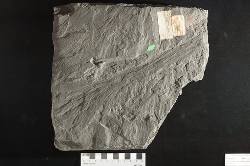Taeniophyllum contexum Lesquereux