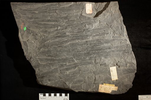 Taeniophyllum deflerum Lesquereux