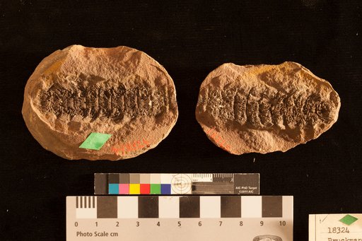 Bruckmannia tuberculata Sternberg