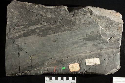 Taeniophyllum decurrens Lesquereux