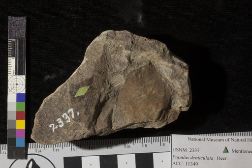 Populus denticulata Heer