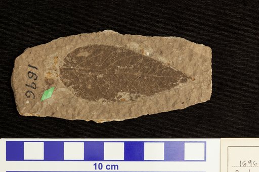 Populus heerii Saporta