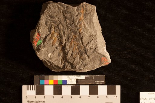Archaeopteris macilenta Lesquereux