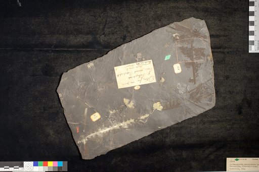 Archaeopteris denticulata Lesquereux