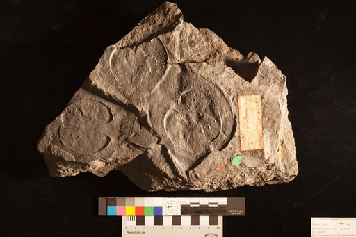 Megaphyton grand'euryi Lesquereux