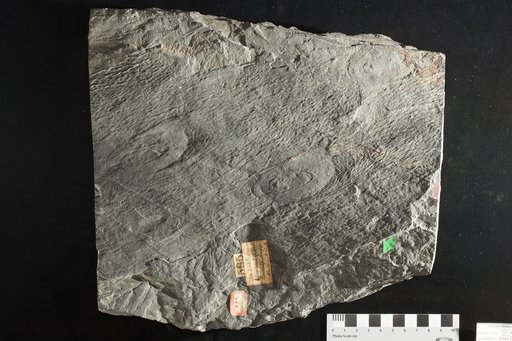 Stemmatopteris hirsuta Lesquereux