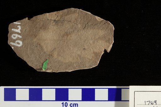 Lomatia terminalis Lesquereux