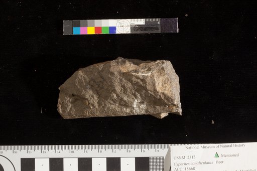 Cyperacites canaliculatus (Heer) Schimper