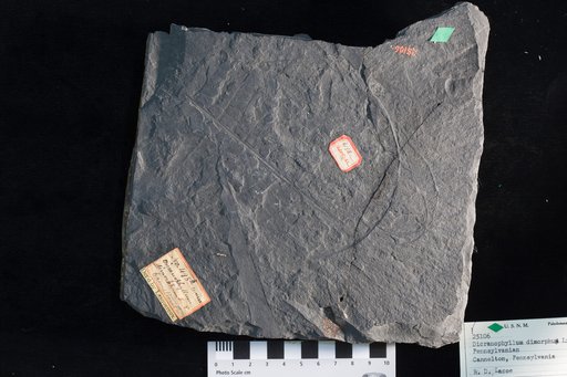 Dicranophyllum dimorphum Lesquereux