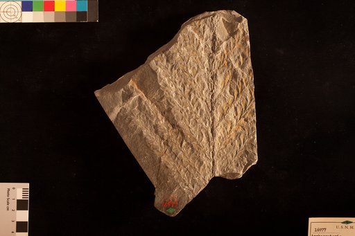 Archaeopteris macilenta Lesquereux