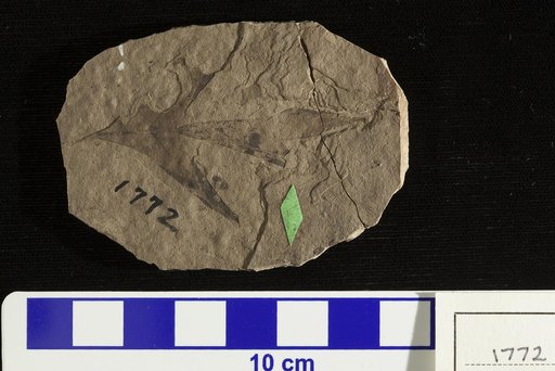 Lomatia terminalis Lesquereux