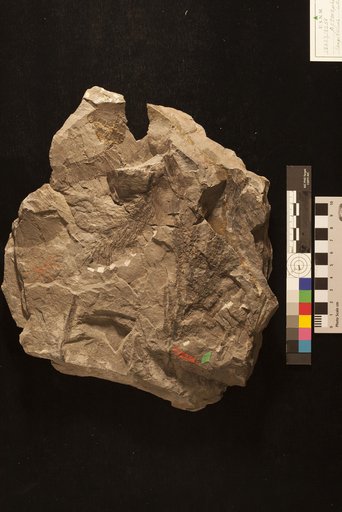 Asterophyllites longifolius Lesquereux