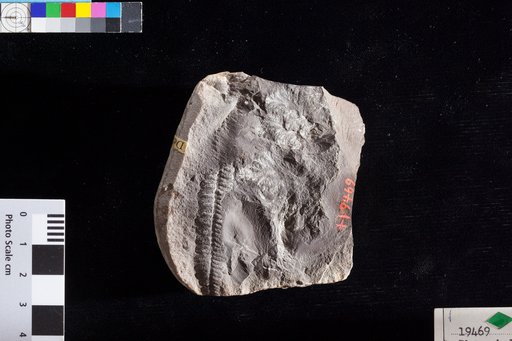 Corrallum corallum Lesquereux