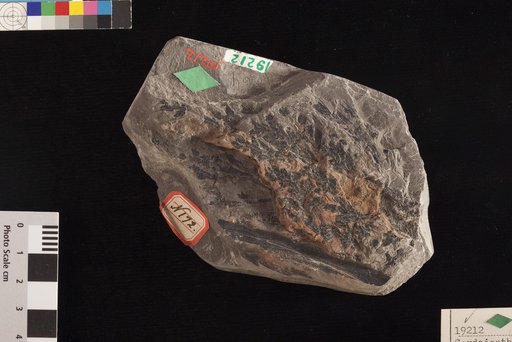 Cordaianthus dichotomus Lesquereux