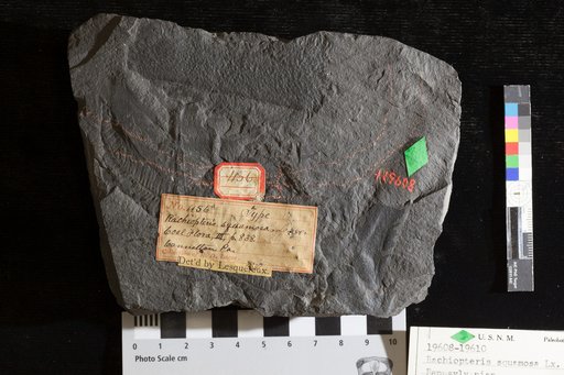 Rachiopteris squamosa Lesquereux