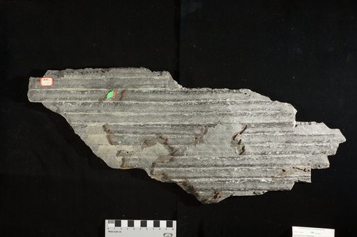 Sigillaria lacoei Lesquereux