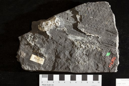 Sigillaria dentata Newberry