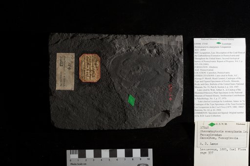 Stemmatopteris emarginata Lesquereux