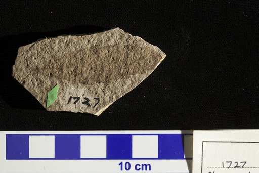 Planera longifolia var. myricaefolia Lesquereux