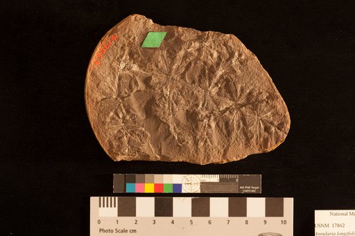 Annularia longifolia Brongniart