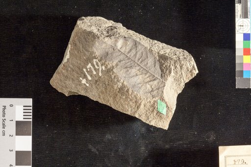 Quercus godeti ? Heer