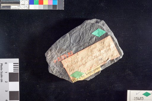 Cardiocarpus pachytesta Lesquereux