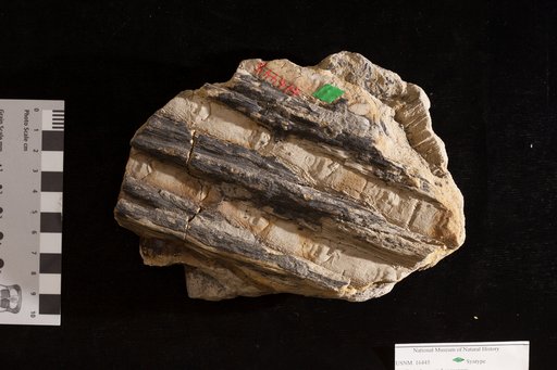 Sigillaria leveretti Lesquereux