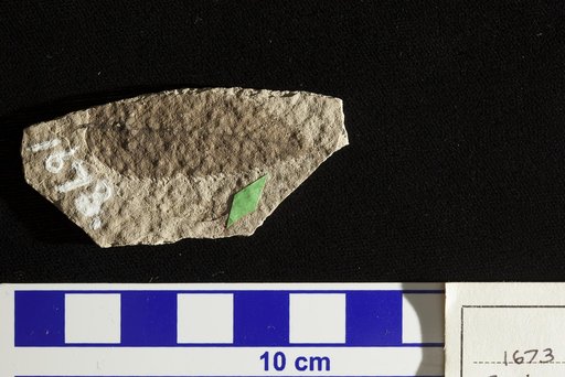 Carpinus fraterna Lesquereux