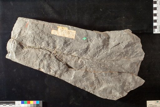 Archaeopteris macilenta Lesquereux